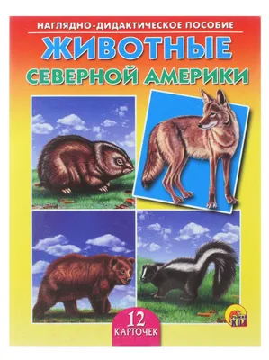 Дидактическое пособие "Животные Северной Америки" (12 карточек)  Артикул-ПД-0646