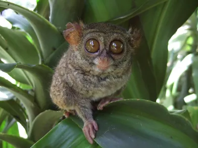 File:Tarsius tarsier Tandurusa  - Wikipedia