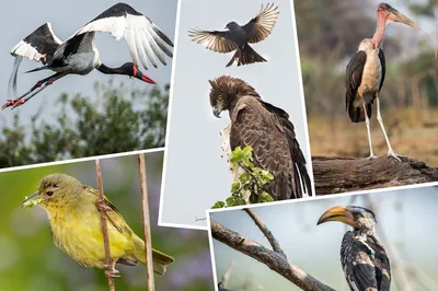 Птицы Африки - география Монтессори купить и скачать