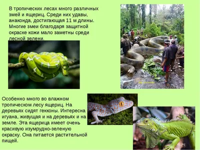 Доклад "Животные и растения тропических лесов" 2 класс презентация, доклад,  проект