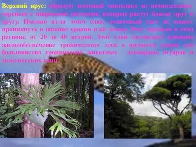 Животные и растения тропических лесов. презентация, доклад, проект
