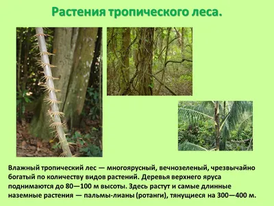 Уничтожение тропических лесов - презентация, доклад, проект