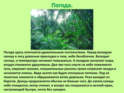 Презентация на тему: "Доклад по окружающему миру: «Животные и растения  тропических лесов» Ученицы 2 «А» класса Татевосян Марии.". Скачать  бесплатно и без регистрации.