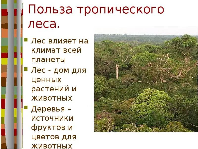 Характеристика тропического леса