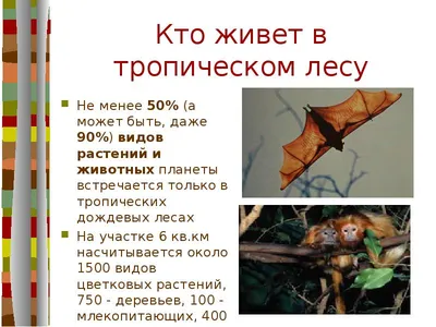 PDF) БОБОВЫЕ РАСТЕНИЯ — семейство Leguminosae (Fabaceae) - in Russian;  LEGUMINOUS PLANTS - family Leguminosae (Fabaceae) - abstract in English |  Boguslav Kurlowich - 