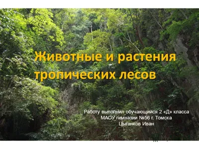 Презентация по окружающему миру "Растения и животные тропических лесов"