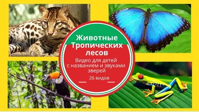 48—7. Биом дождевых тропических лесов — джунгли: Продуценты