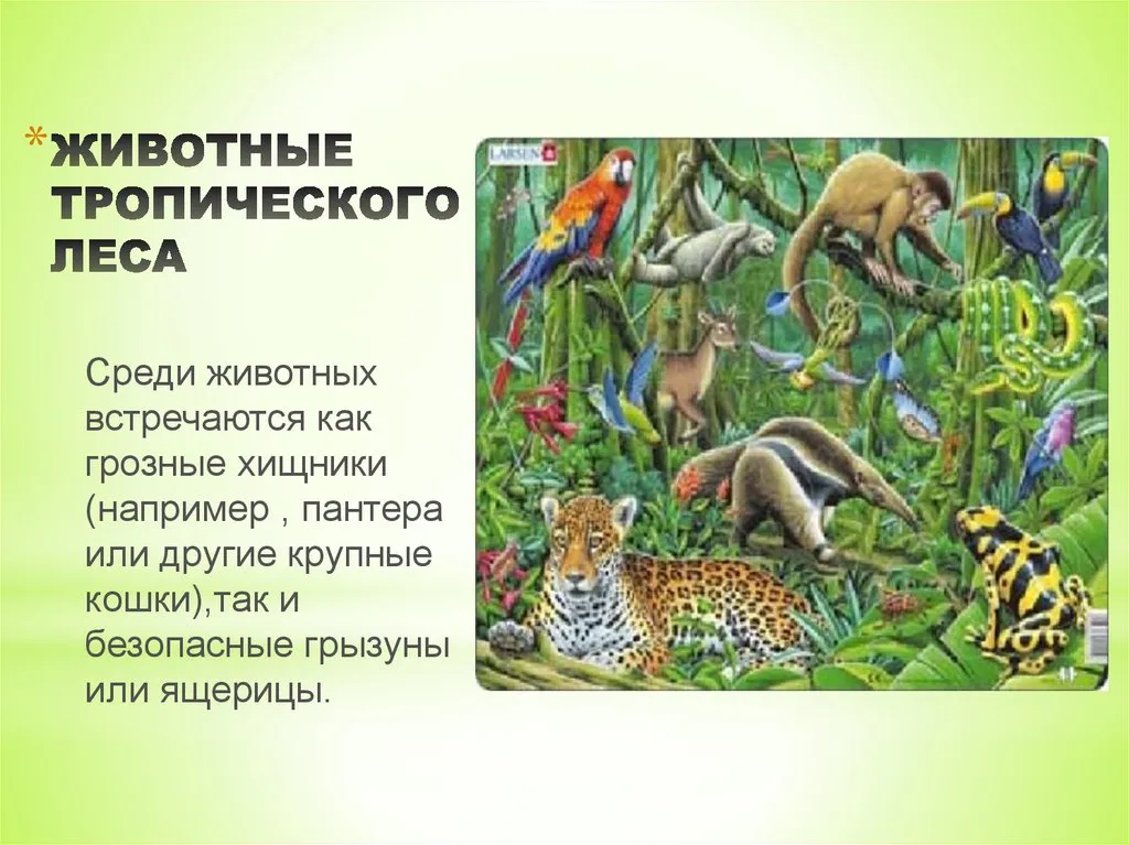 Тропические животные 1 класс. Животные тропических лесов. Животный мир тропического леса. Животные обитающие в тропических лесах. Животные тропиков презентация.