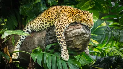 Животные Индии леопард бежит Акварель…» — создано в Шедевруме