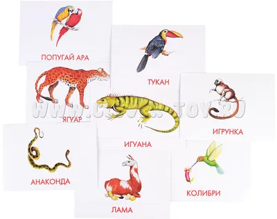 Дидактические карточки "Животные Южной Америки" МГП-9075 в Москве |  