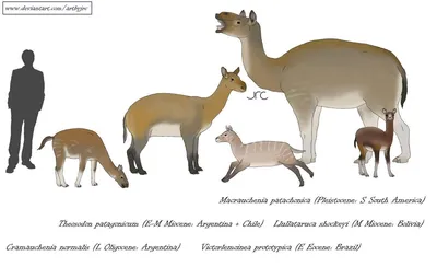 Капибара — это дружелюбное и общительное животное, обитающее в Южной Америке»  — создано в Шедевруме