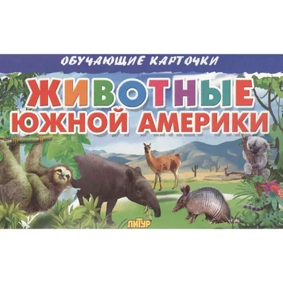 Обучающая книга "Животные Южной Америки", 20 страниц купить по цене 49 ₽ в  интернет-магазине KazanExpress