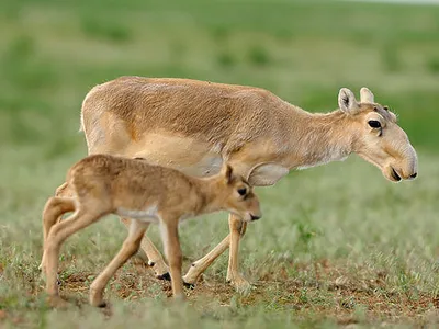 Редкие животные Казахстана