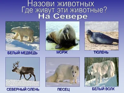 Животные холодных стран картинки