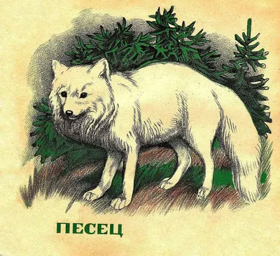 Разрезные карточки "Мир животных -1"-купить развивающие карточки - интернет  магазин - доставка по России