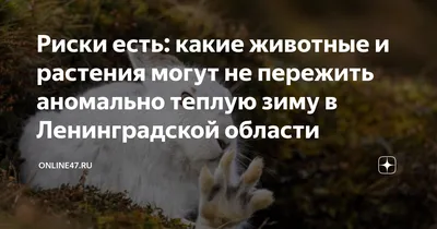 Владельцев частного зоопарка в Ленобласти обвинили в жестоком обращении с  животными