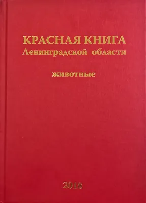 Медвежатам из Ленинградской области в Центре в Тверской области дали имена  |  | Тверь - БезФормата