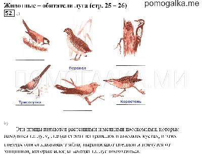 Растения и животные реки луга - 74 фото