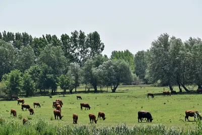 Фото Животные Корова Луга Много Стадо