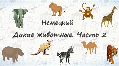 22 Бесплатные Карточки Лесные животные на Немецком | PDF