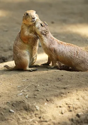 Милые животные - Эти обнимашки поднимут Вам настроение на весь день |  Animals - Мир животных | Дзен