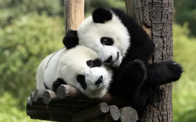 Фото Две панды обнимаются на дереве
