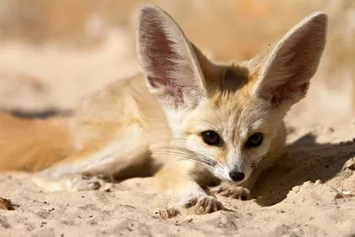 Африка: Животные пустыни Сахара | Pet fox, Fennec fox, Sand cat