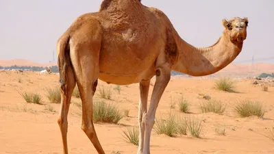 Животные пустыни Сахара | Природа дикая и не очень | Дзен