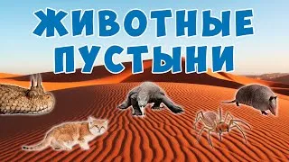 10 существ, адаптировавшихся к жизни в пустыне