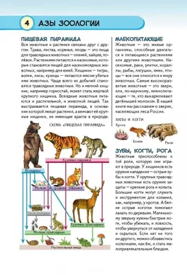 Животные России, которые скорее всего исчезли навсегда (ФОТО) | Узнай  Россию | Дзен