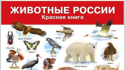 Книга "Красная книга России. Животные" Тихонов А В - купить книгу в  интернет-магазине «Москва» ISBN: 978-5-353-07539-4, 860388