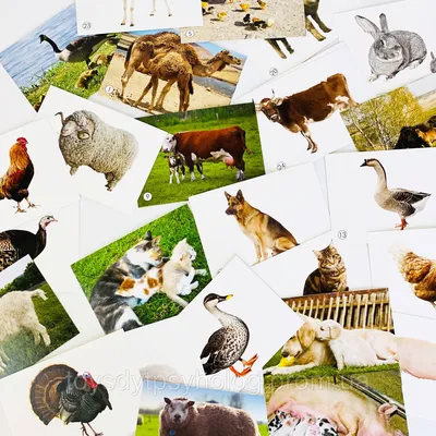 Мемопазл Larsen «Животные с детёнышами», 36 эл. купить, отзывы, фото,  доставка -  Совместные покупки