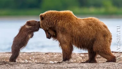 Фото животных с детенышами, которые поднимут вам настроение на весь день