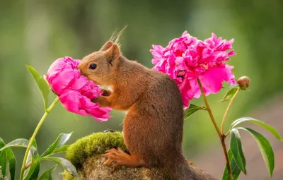 Красивые цветы и животные - красивые фото