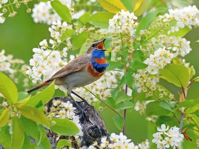 Раскраски цветами, Раскраска Птицы на поляне с цветами Животные.
