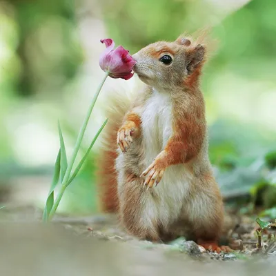 Красивые цветы и животные (70 фото) »