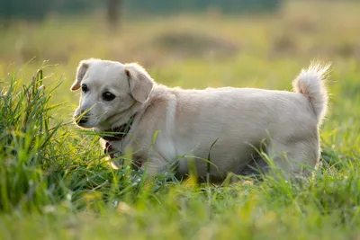 Кинолог предупредил, какими цветами может отравиться собака | Ветеринария и  жизнь
