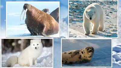 Набор Символов Северного Полюса Арктические Животные Милые Коллекции —  стоковая векторная графика и другие изображения на тему Гора - iStock