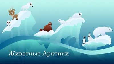 Животные Арктики. Энциклопедия с развивающими заданиями Kids Book in  Russian | eBay