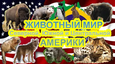 Животные Северной Америки - Рублев С. - купить и читать онлайн электронную  книгу на Wildberries Цифровой | 27991