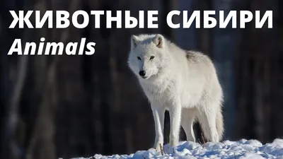 4 интригующих животных, обитающих в Сибири | Русская душа | Дзен