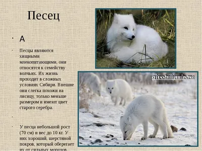 Удивительный мир фауны Сибири | Пикабу