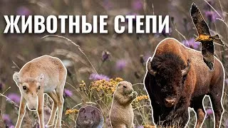 Степи, прерии, пампасы. Путешествие в мир природы