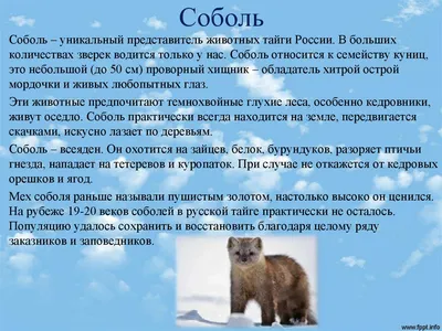 животный мир тайги в россии: 2 тыс изображений найдено в Яндекс Картинках