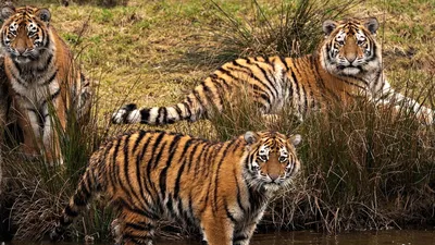 Животные тигры картинки