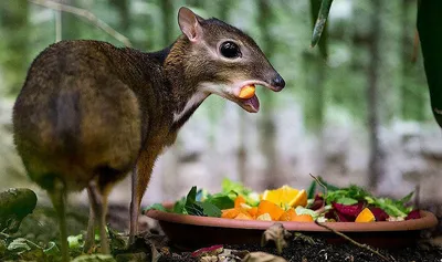 Животные тропических лесов для детей Rainforest animals sound and name -  YouTube