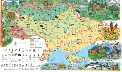 Детский плакат-карта «Животные Украины» - в интернет-магазине Toys