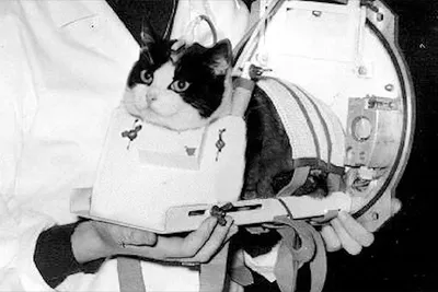 Daily Mail (Великобритания): Советы лгали о первой собаке в космосе (Daily  Mail, Великобритания) | , ИноСМИ