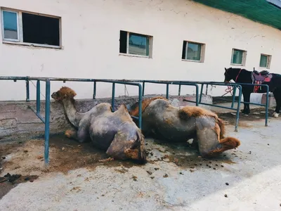 Грязные, едят из мусорного бака». Артистка Асланайым Аширалиева показала,  как живут животные в цирке