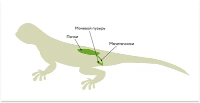 Необычные и редкие обитатели Москвы